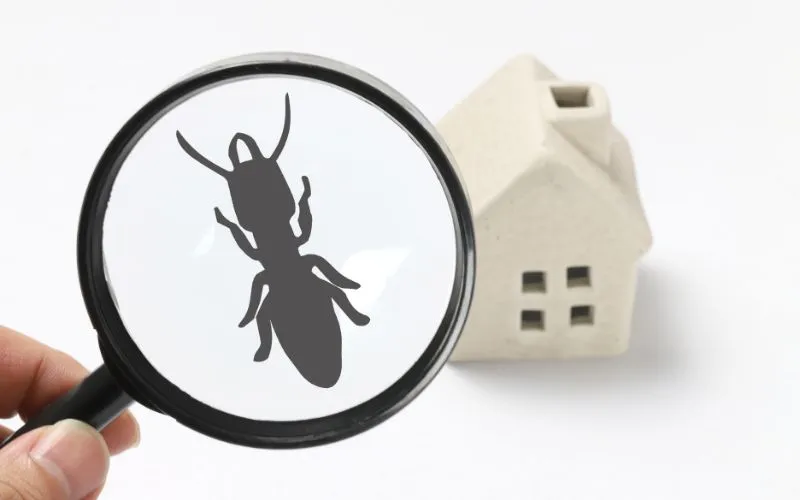 termite pest control Service in Pitampura